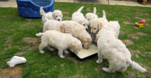 puppies_img2