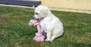 puppies_img4