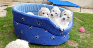 puppies_img8